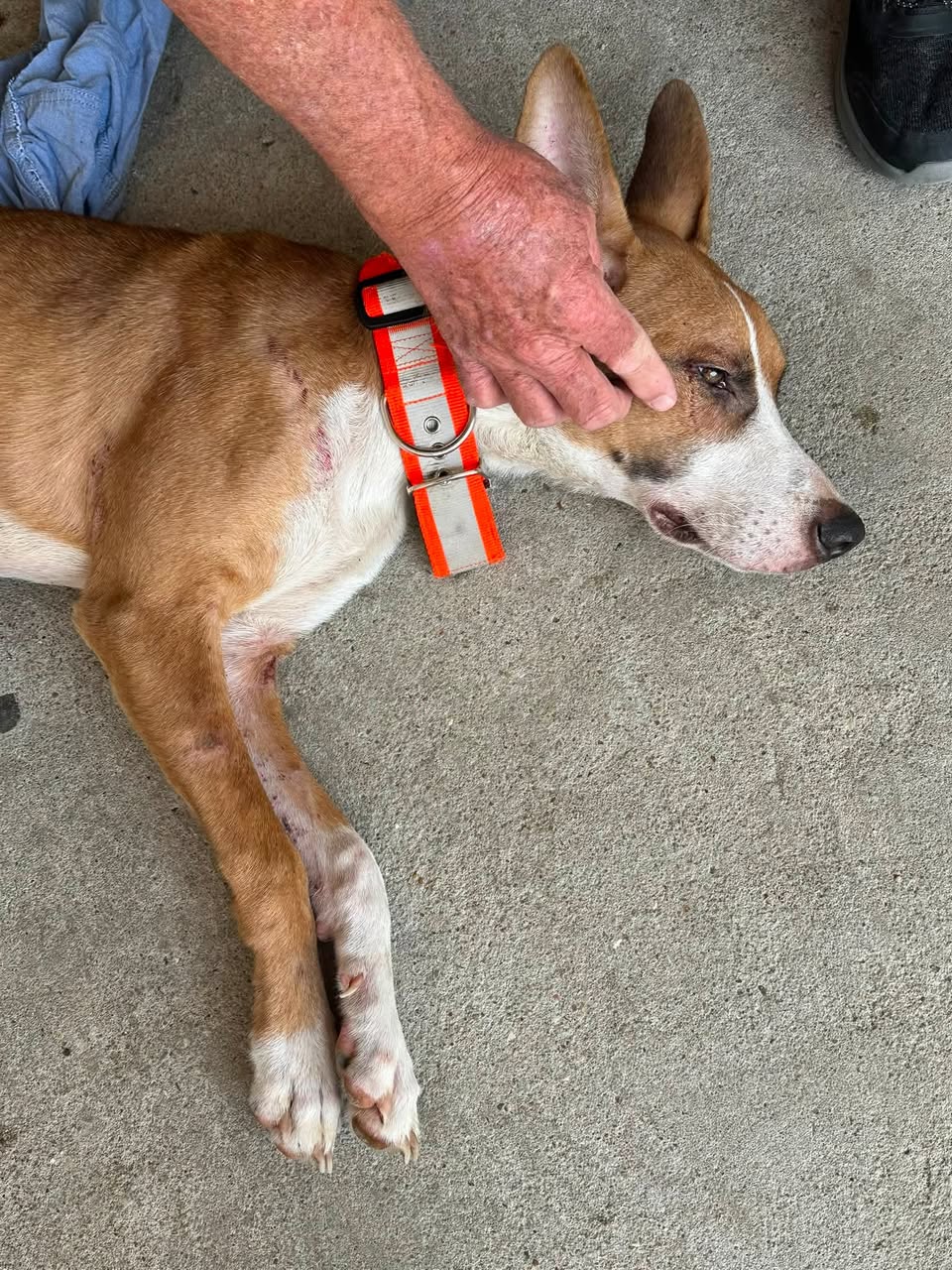 Found Dog in Selma