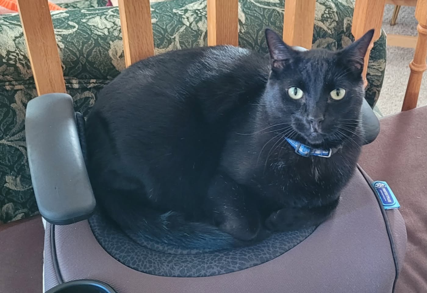 Lost Cat in Port Elgin