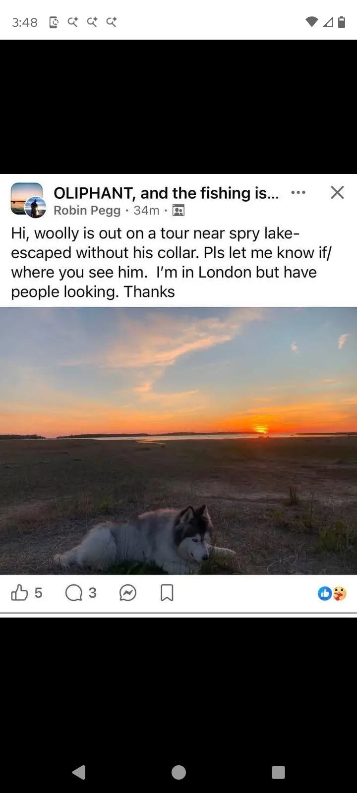 Lost Dog in Spry Lake