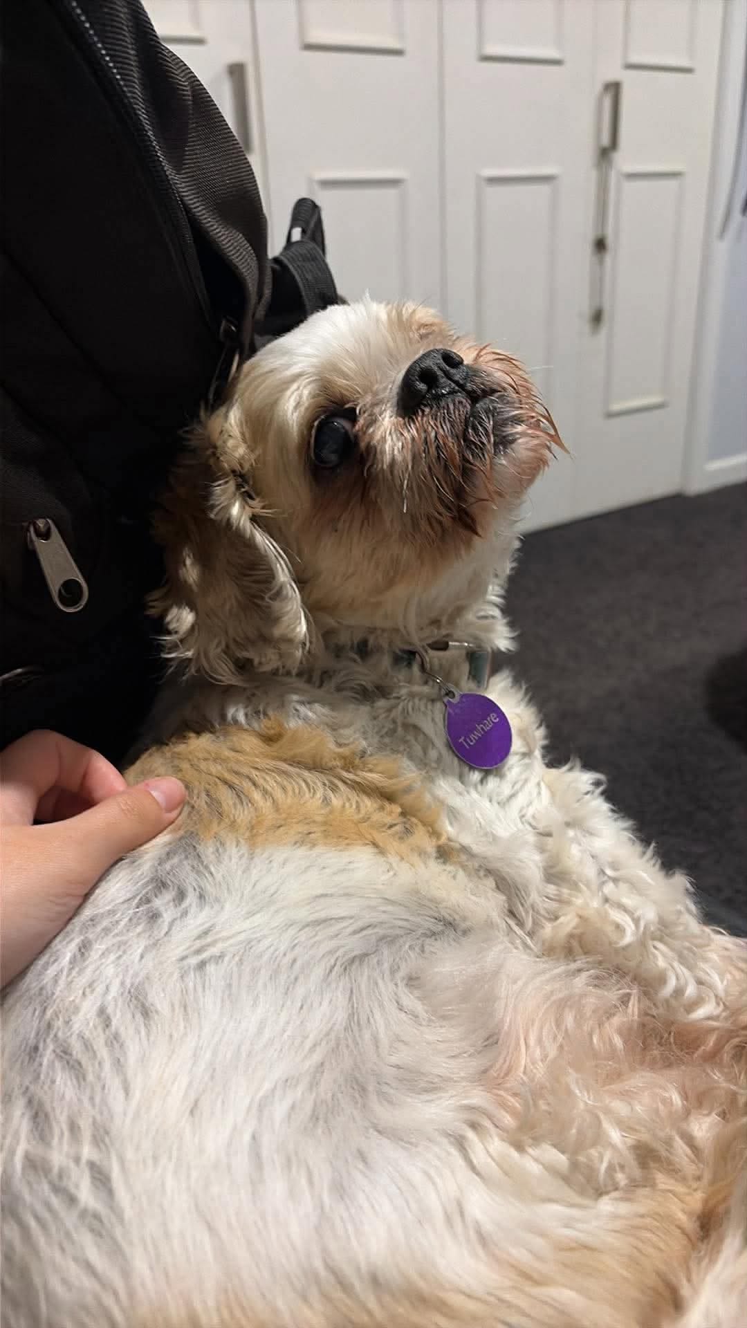 Lost Dog in Auckland