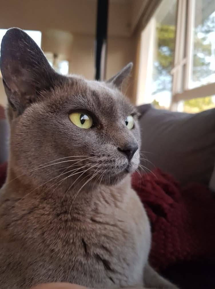 Lost Cat in Auckland