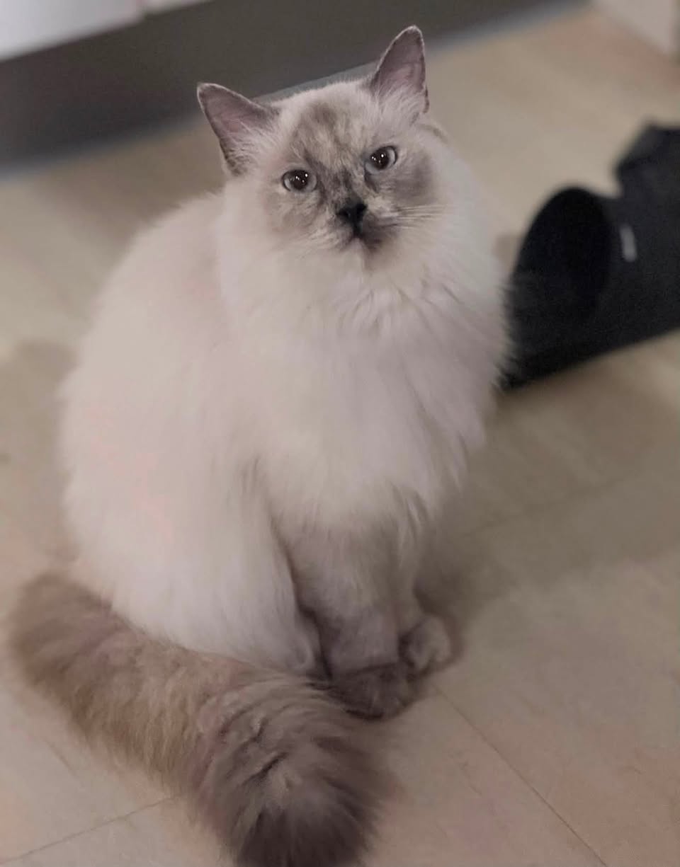 Lost Cat in Skovlunde