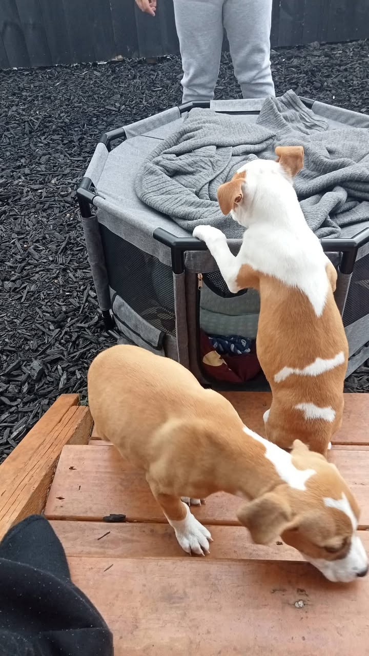 Lost Dog in Auckland