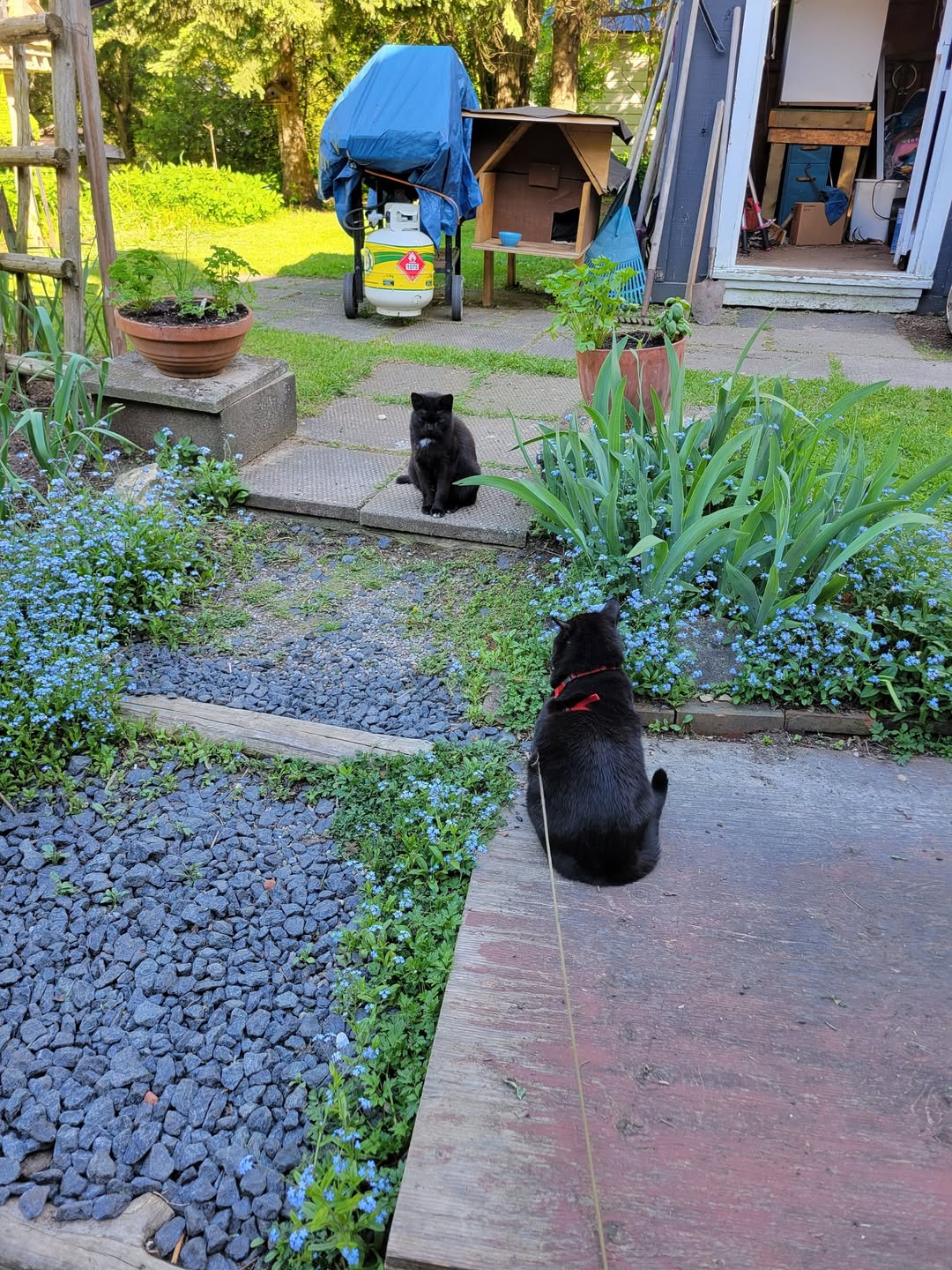 Found Cat in Flesherton