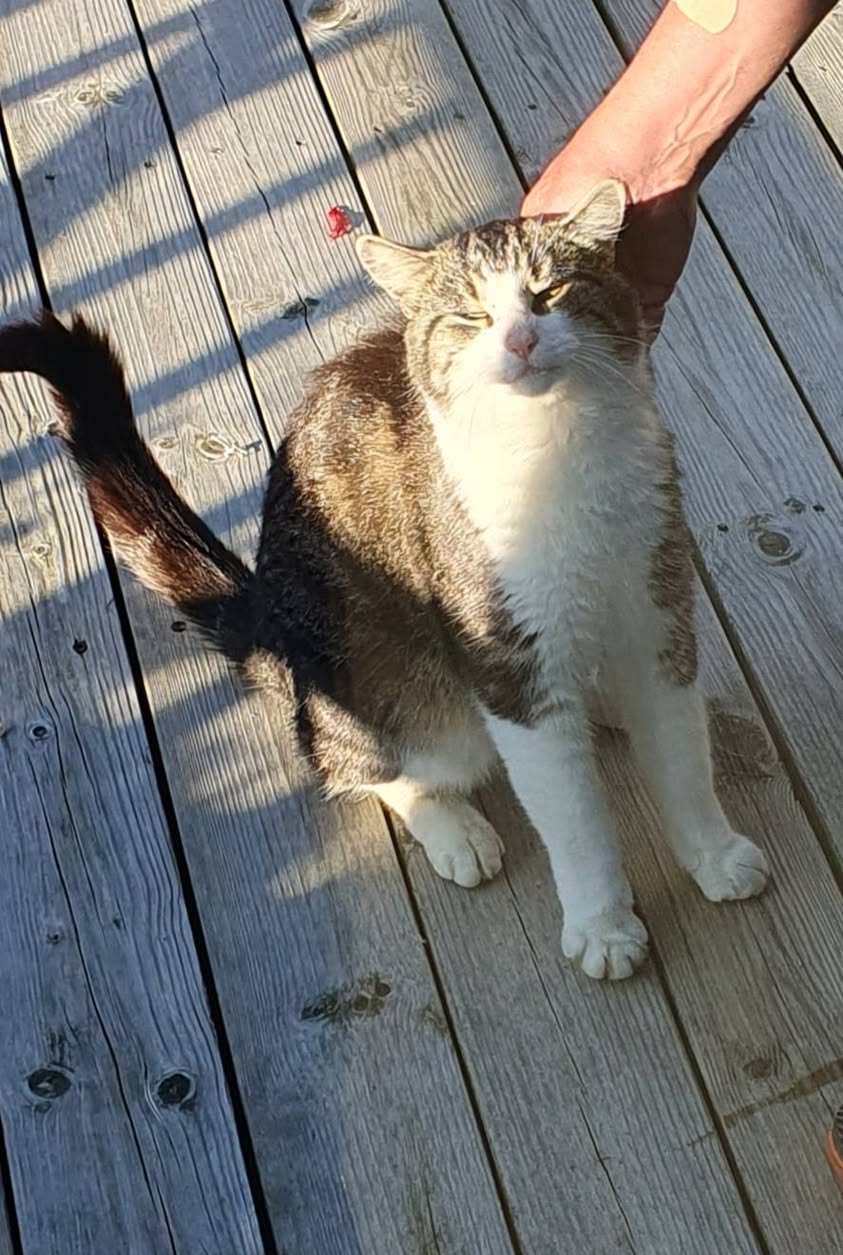 Found Cat in NøTterøY