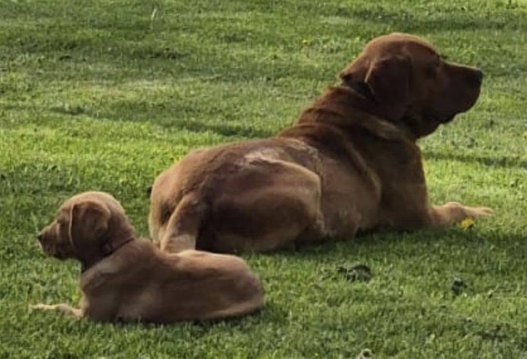 Lost Dog in Meaford