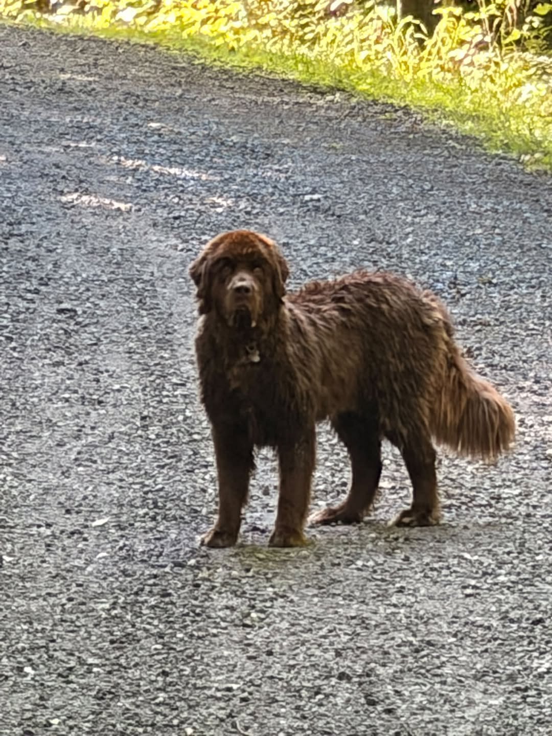 Found dog