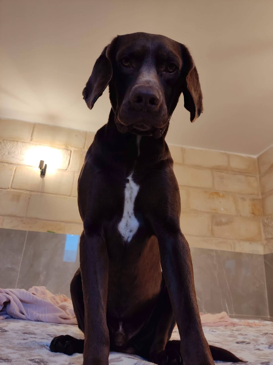 Lost dog