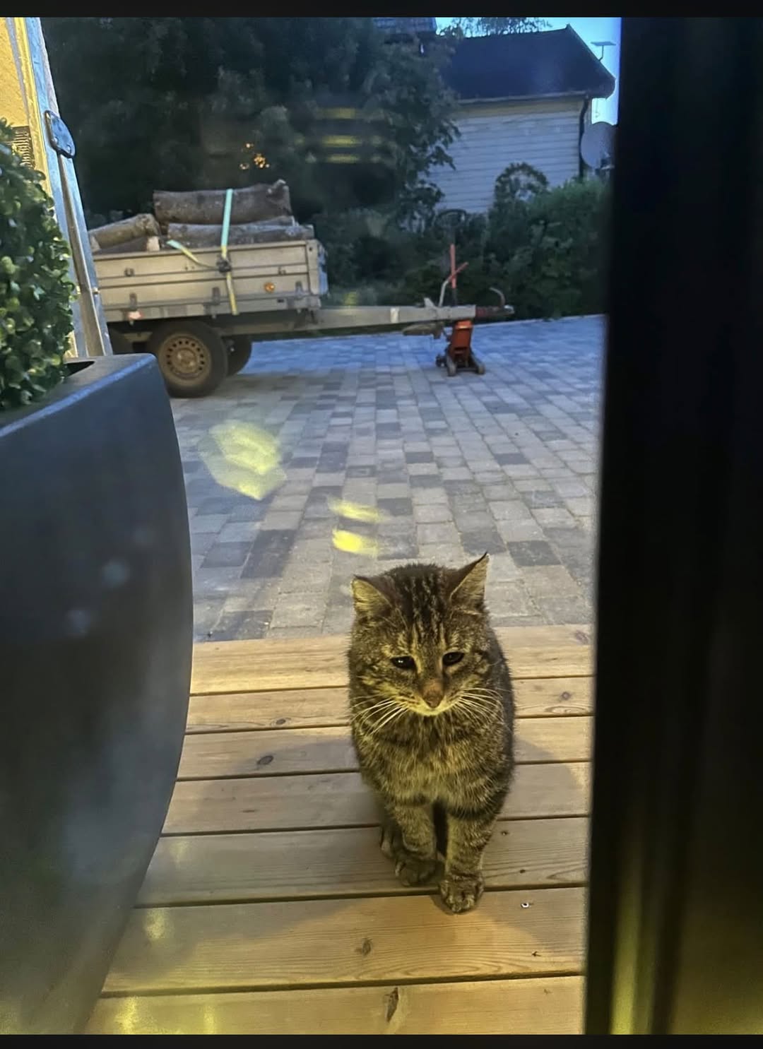 Found cat