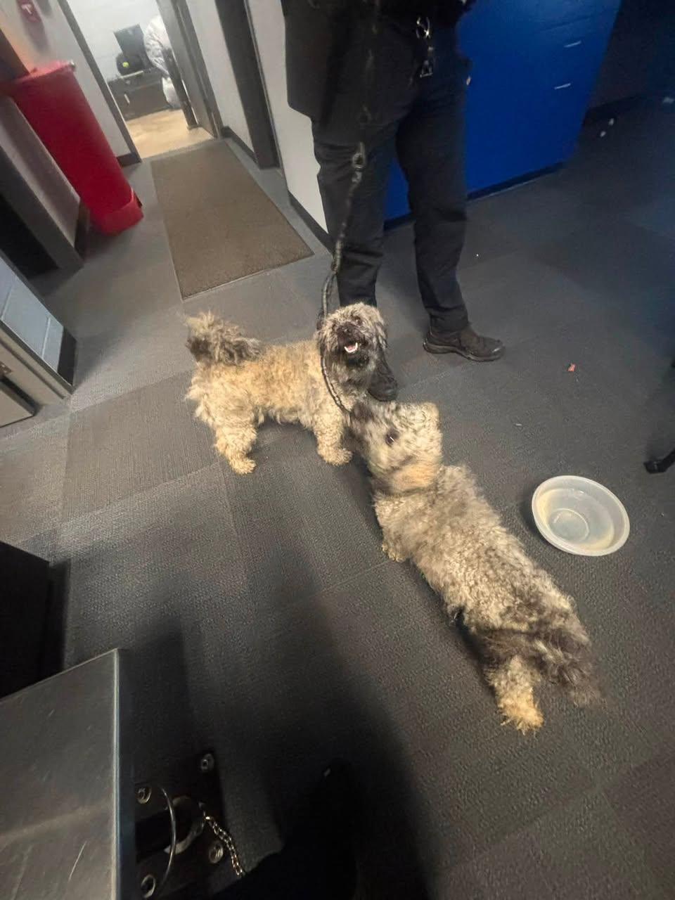 Found dog