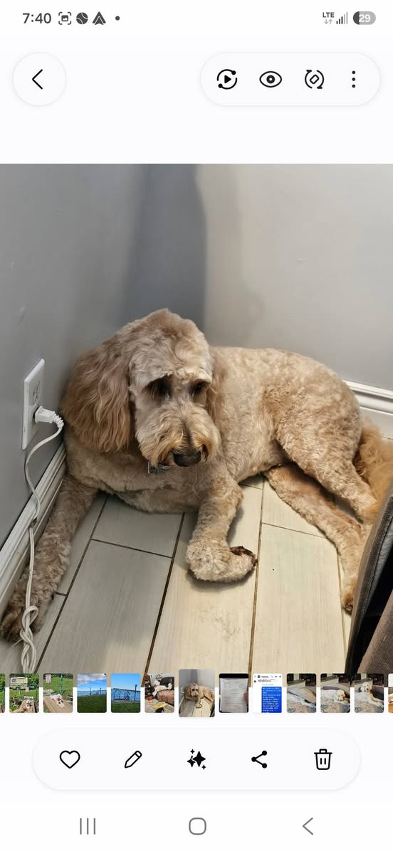 Lost Dog in Dunedin