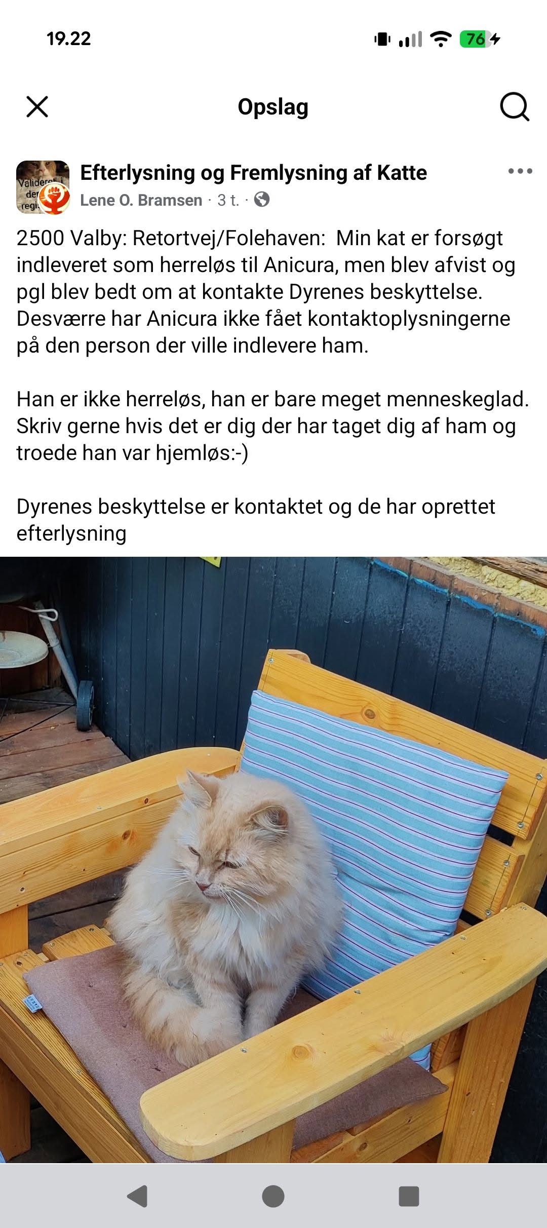 Lost Cat in Copenhagen