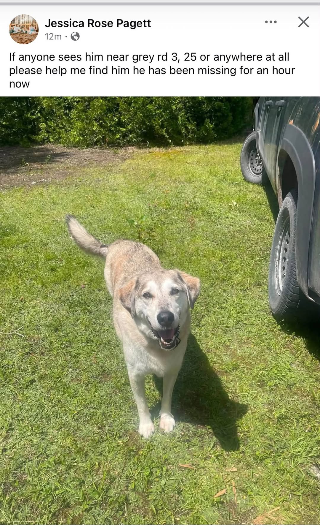 Lost Dog in Grey County