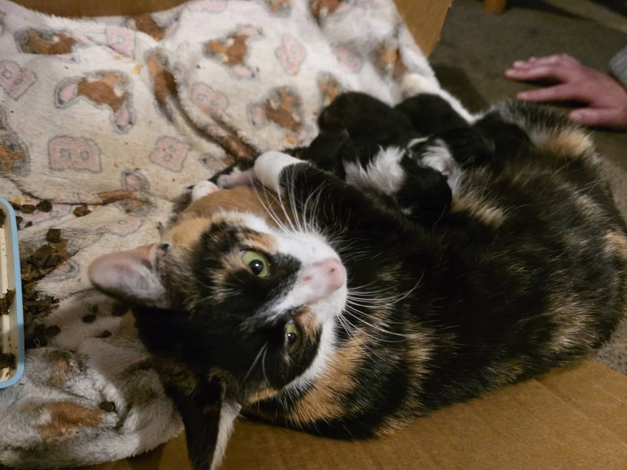 Found cat