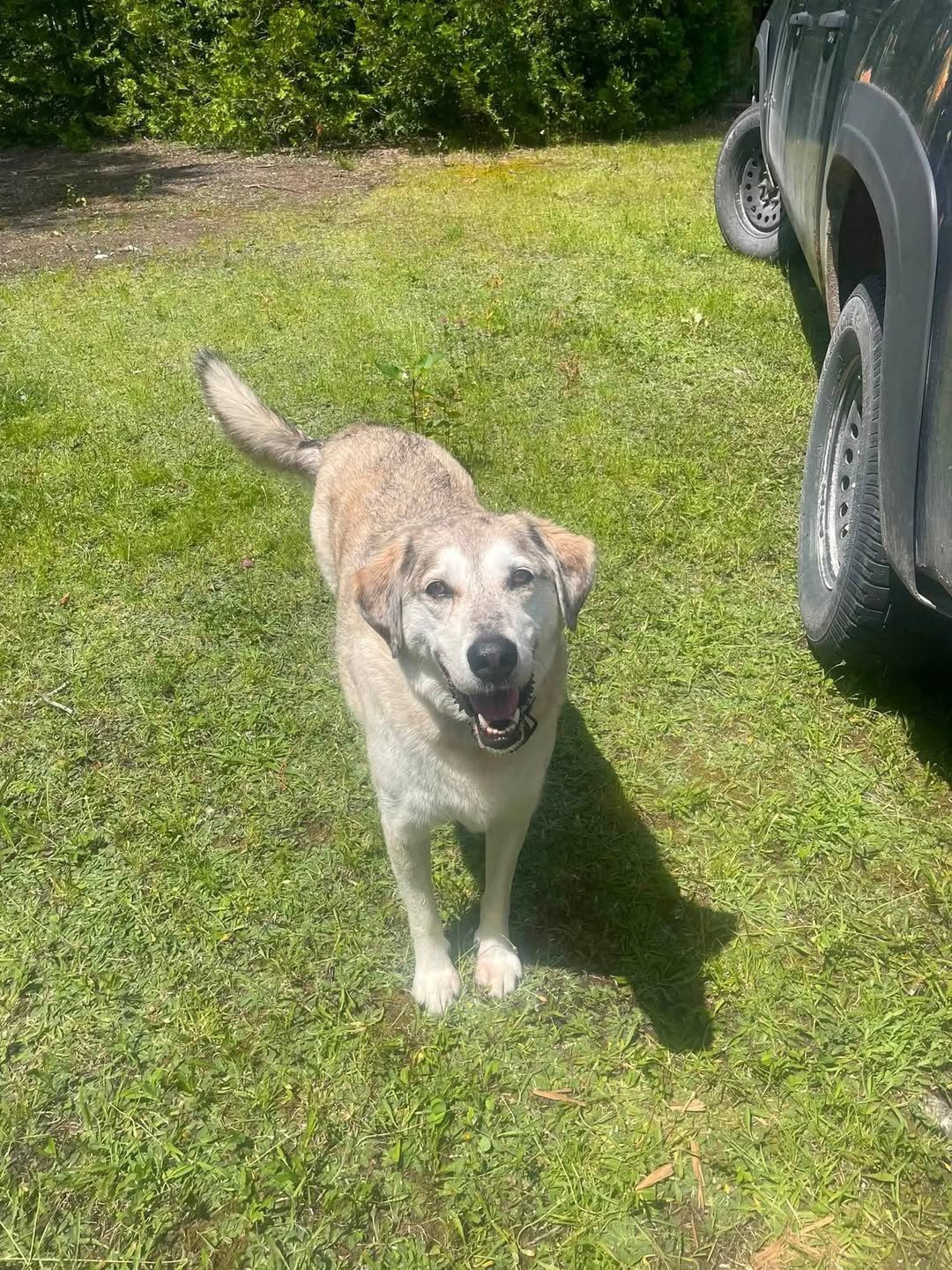 Lost dog