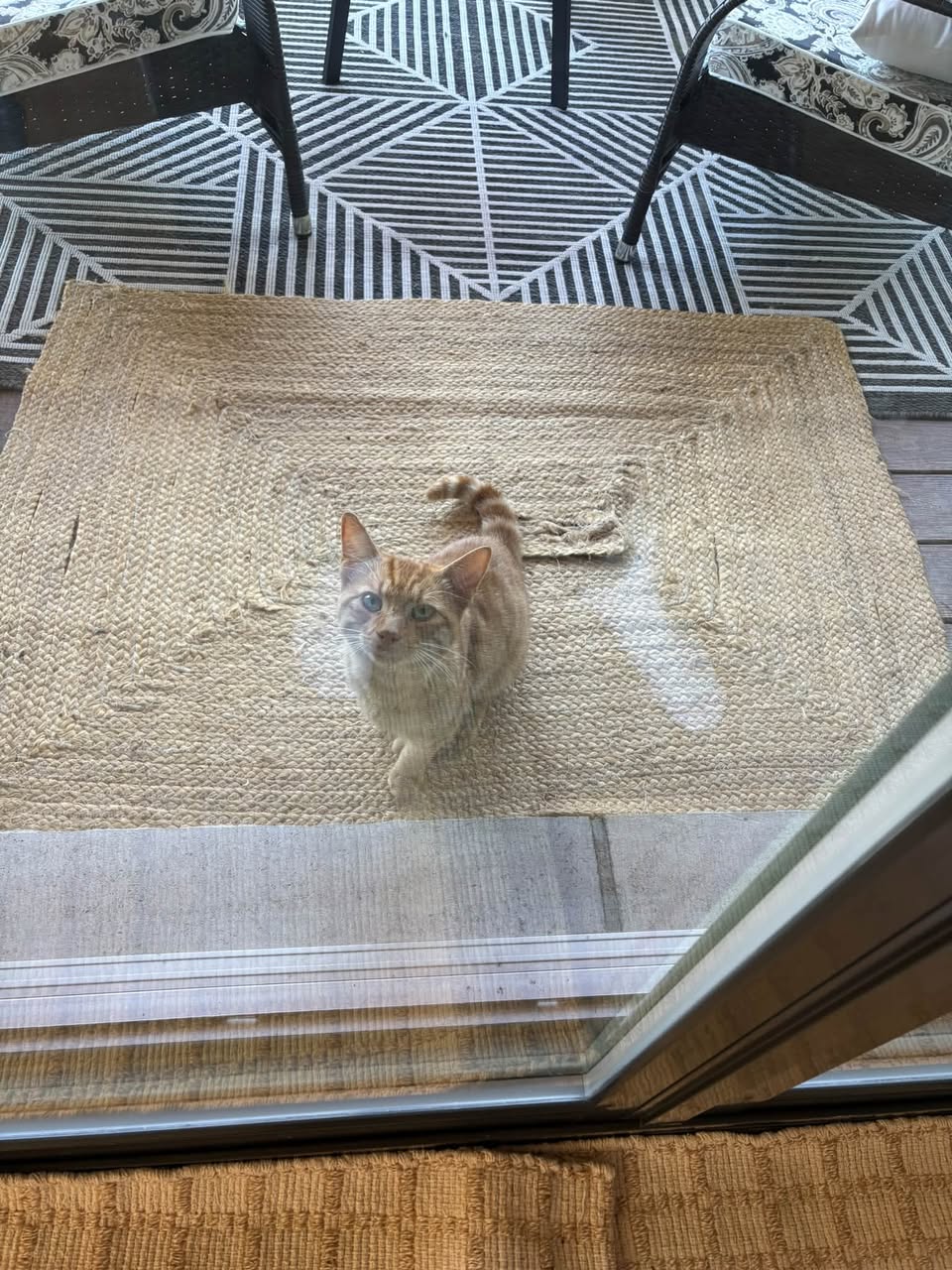Found Cat in Crawford