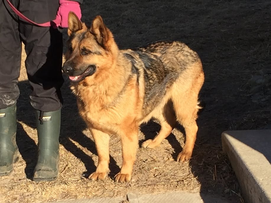 Lost Dog in Harriston