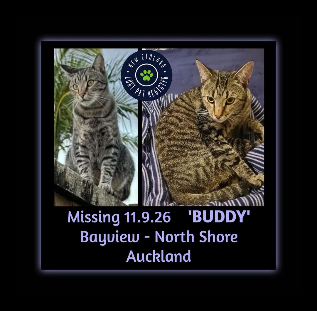 Lost Cat in Auckland
