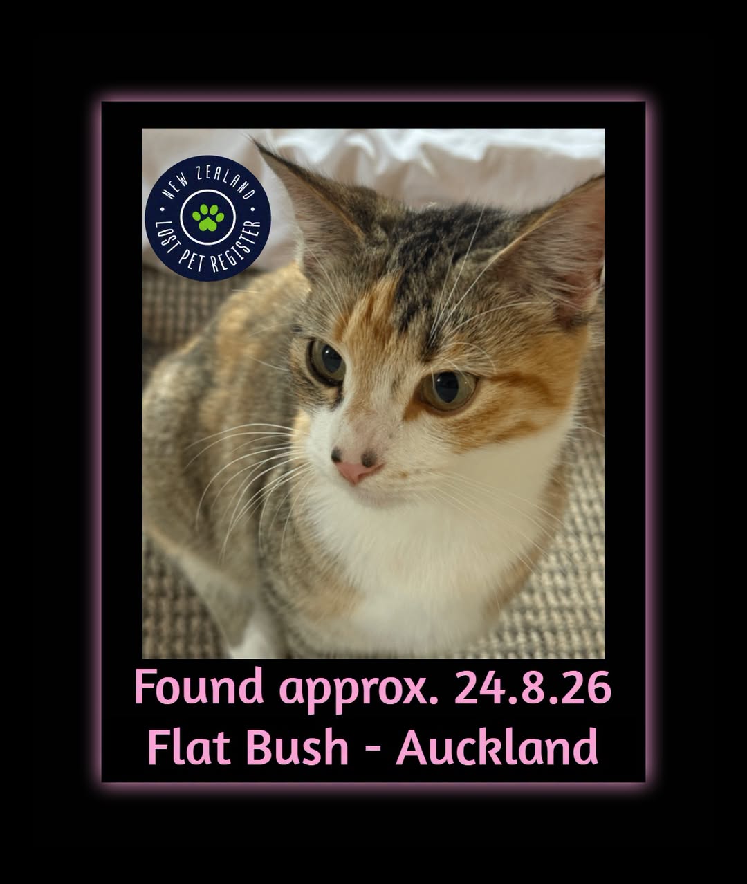 Found cat
