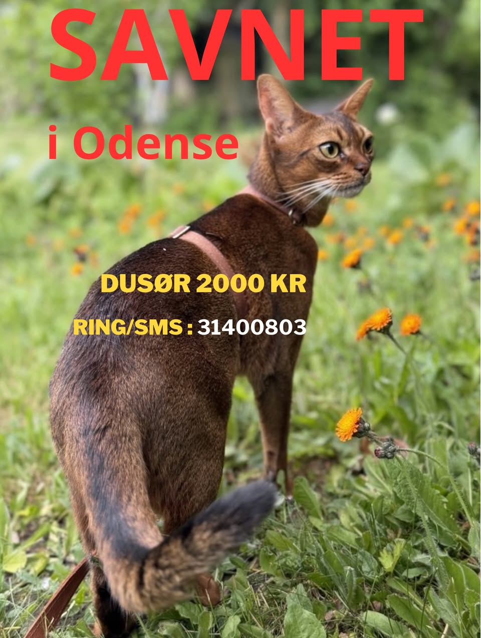 Lost Cat in Denmark