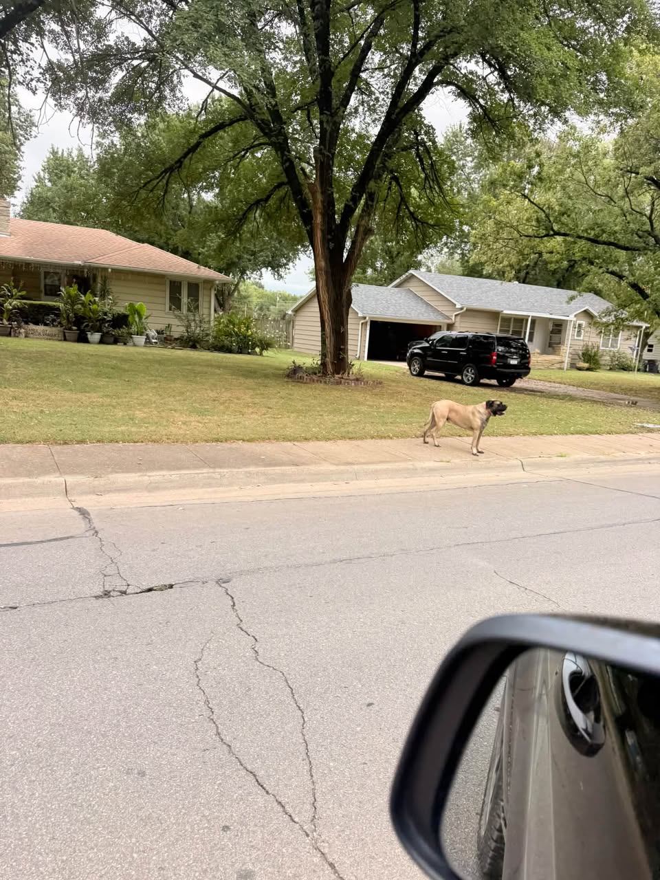 Found Dog in Lyon County