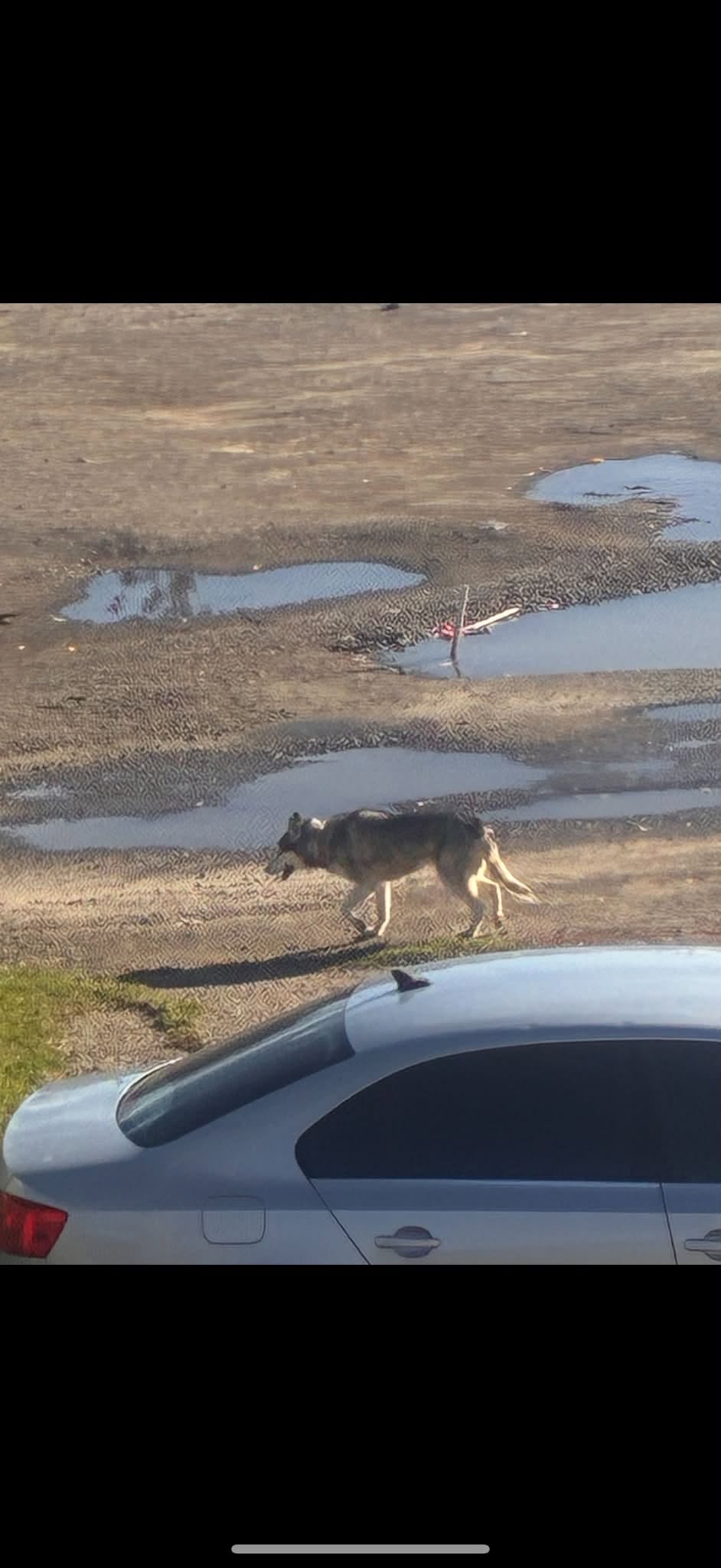 Found dog