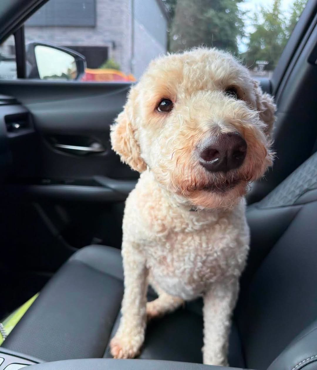 Found dog