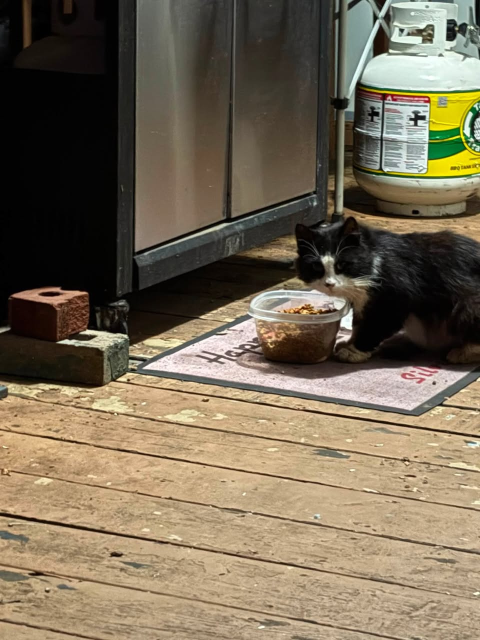 Found cat