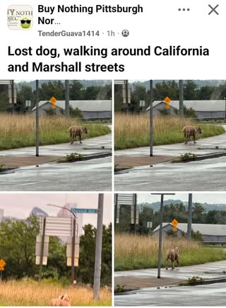 Lost dog