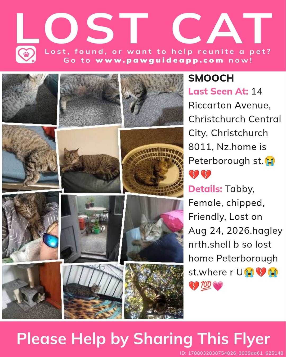 Lost Cat in Christchurch