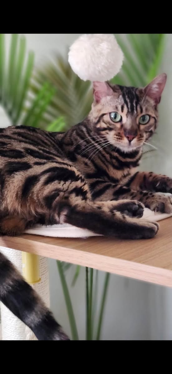 Lost Cat in Markdale
