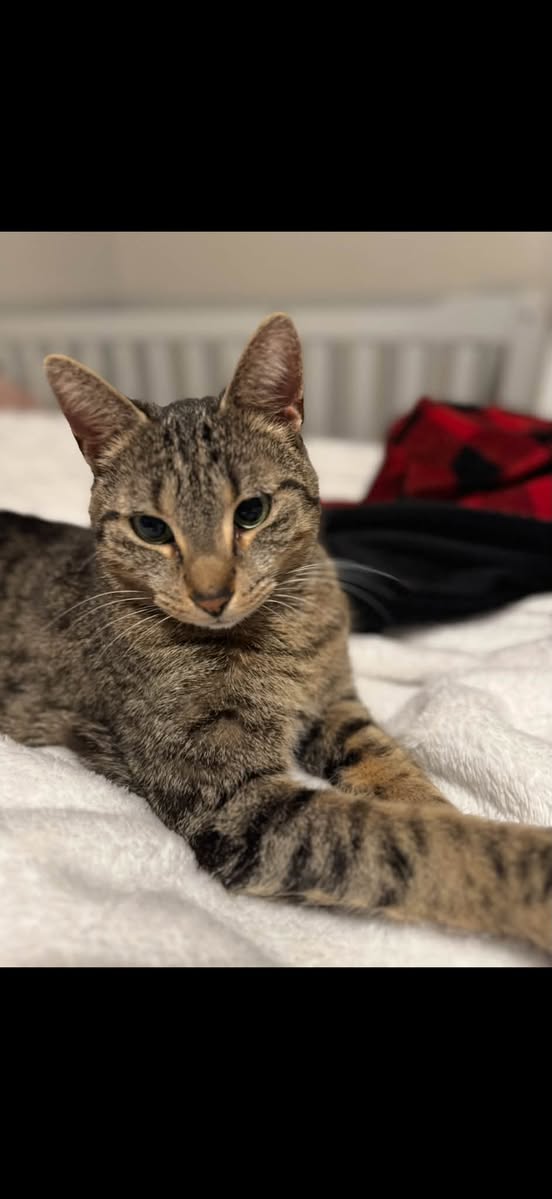 Lost cat