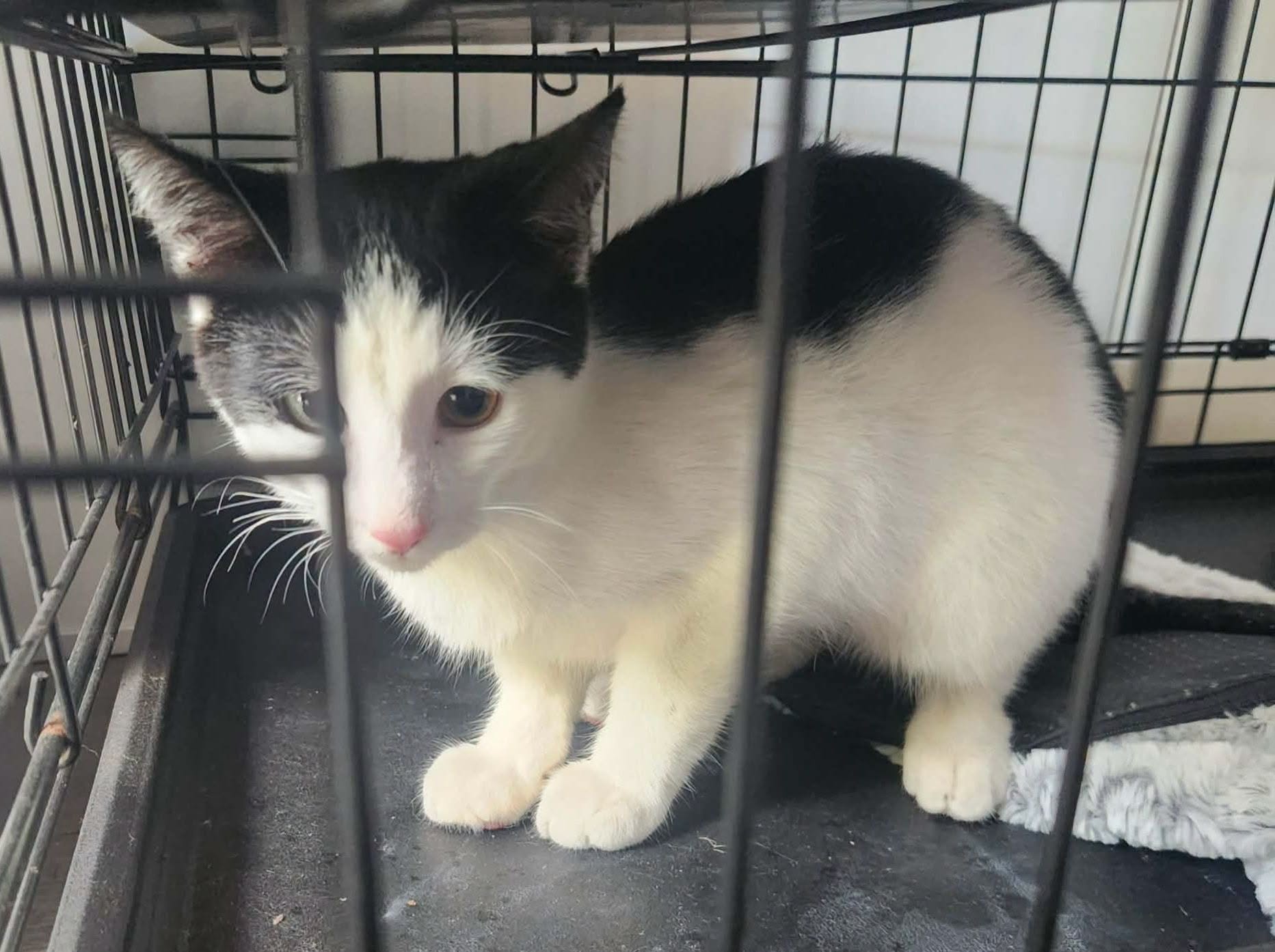 Found Cat in Wiarton Foodland