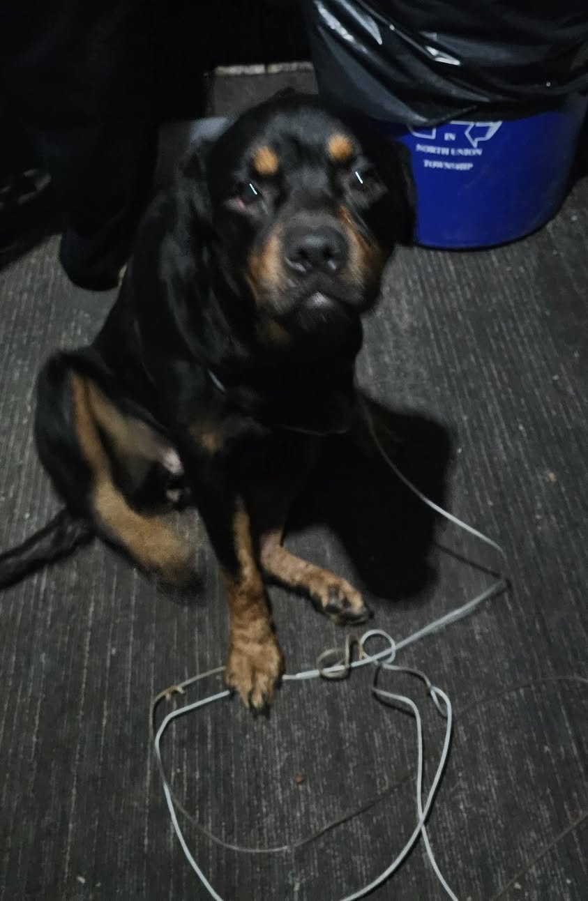 Found Dog in North Union Township