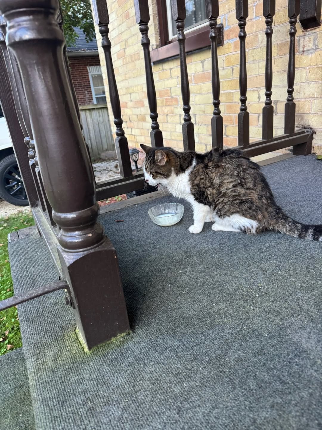 Found cat