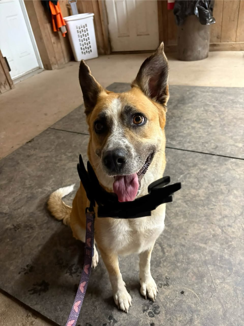 Found Dog in Markdale