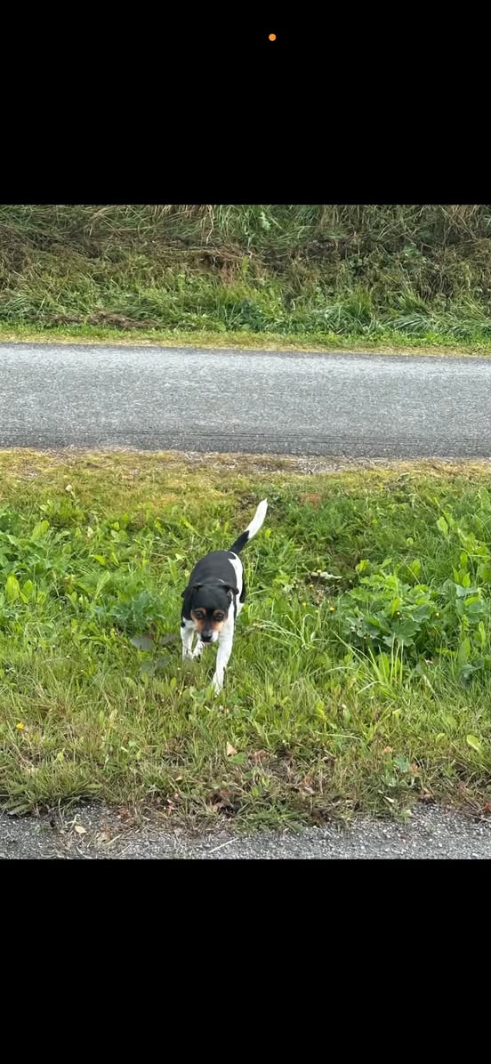 Found dog