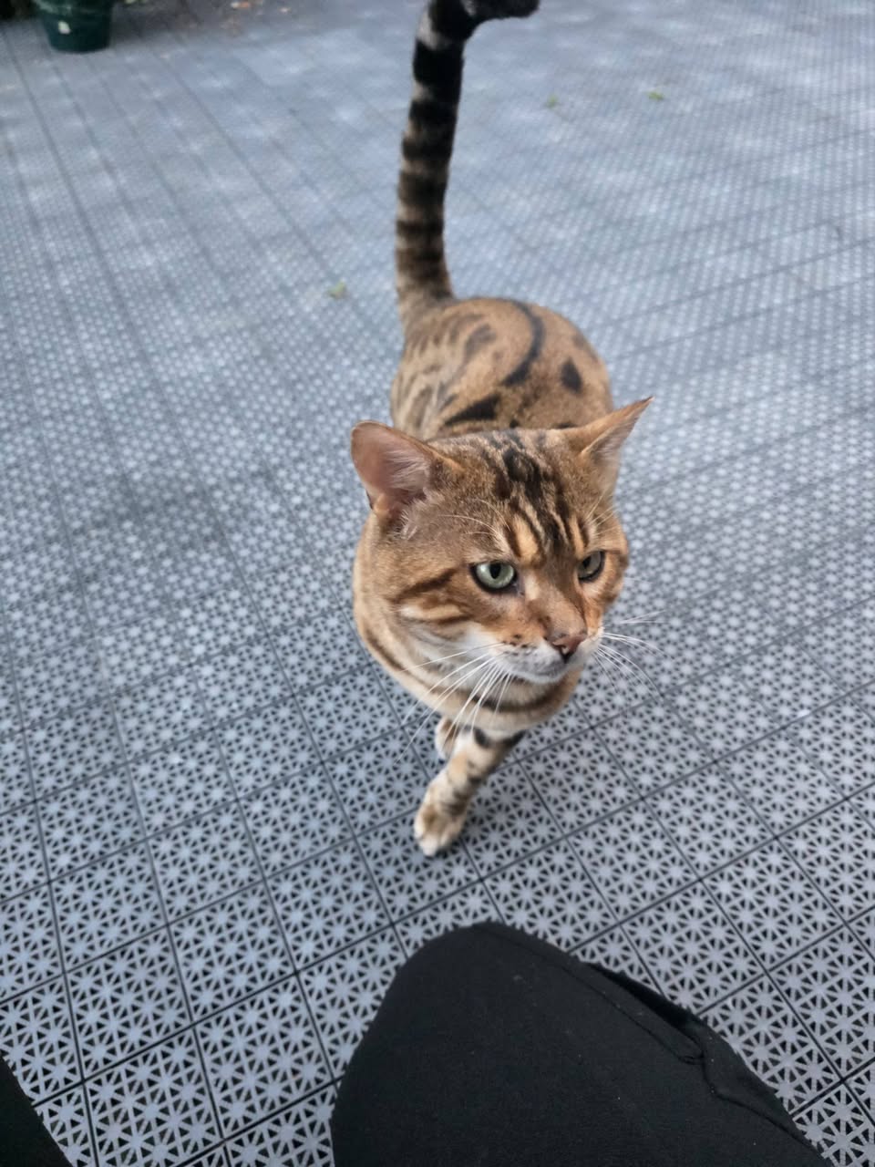 Found cat