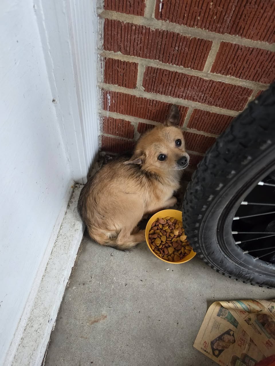 Found dog