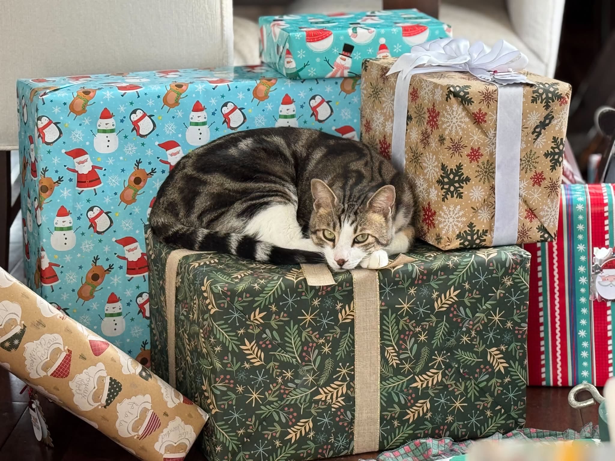 Lost cat