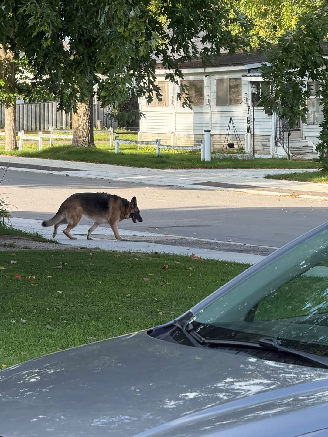 Lost Dog in Port Elgin