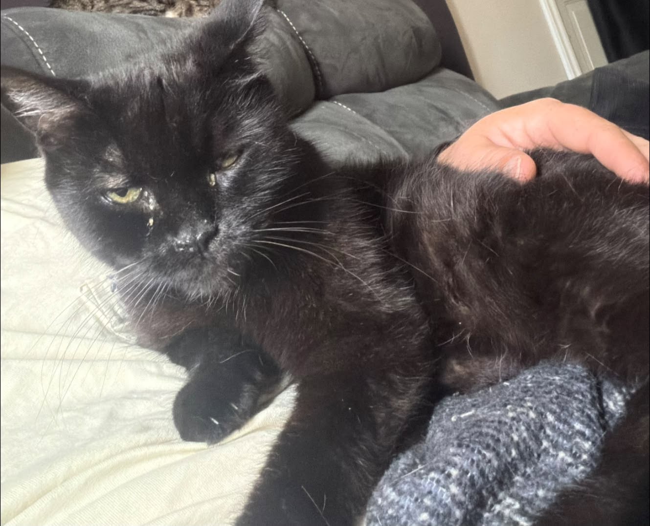 Lost Cat in Grey/Bruce