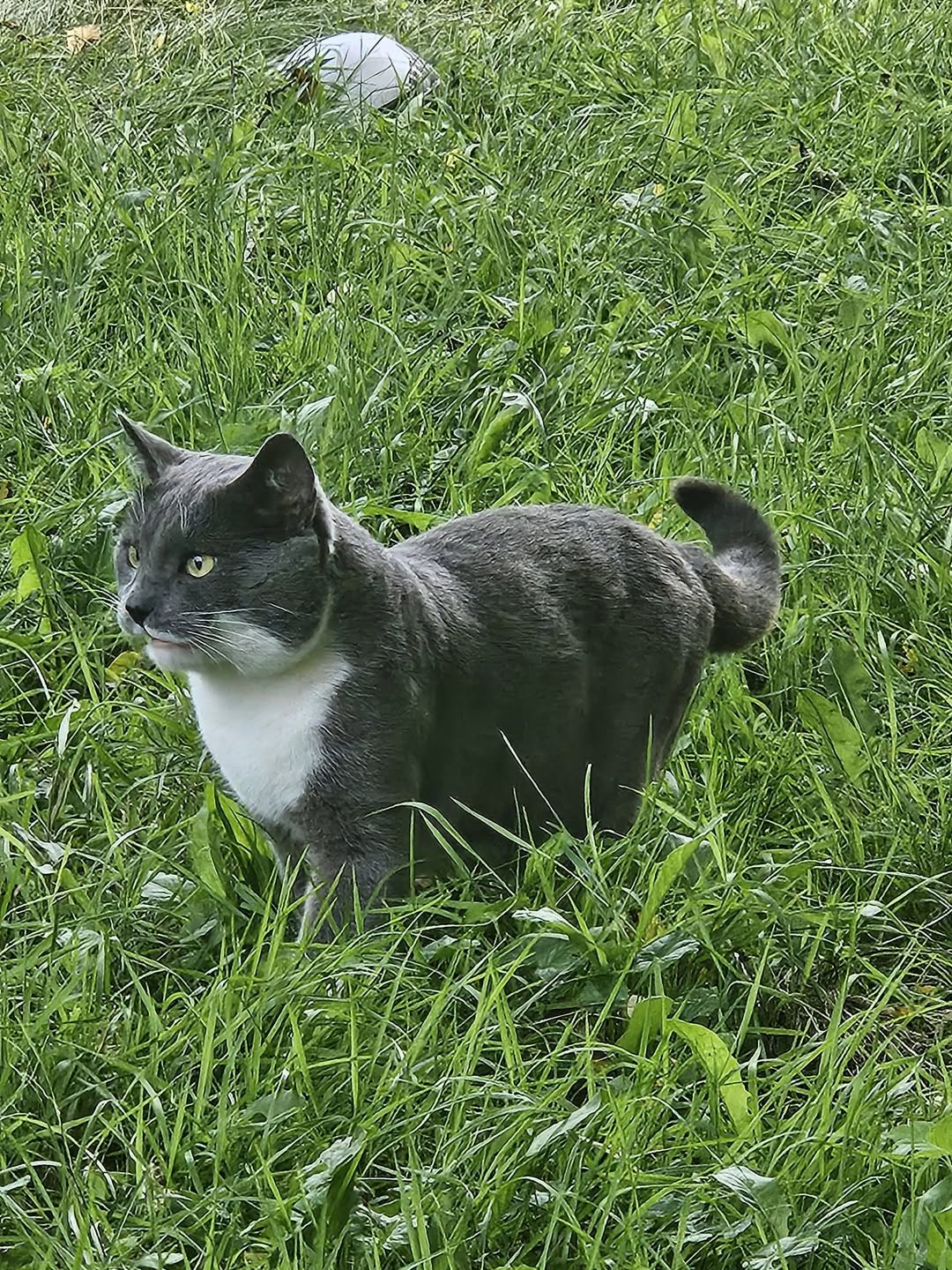 Found cat
