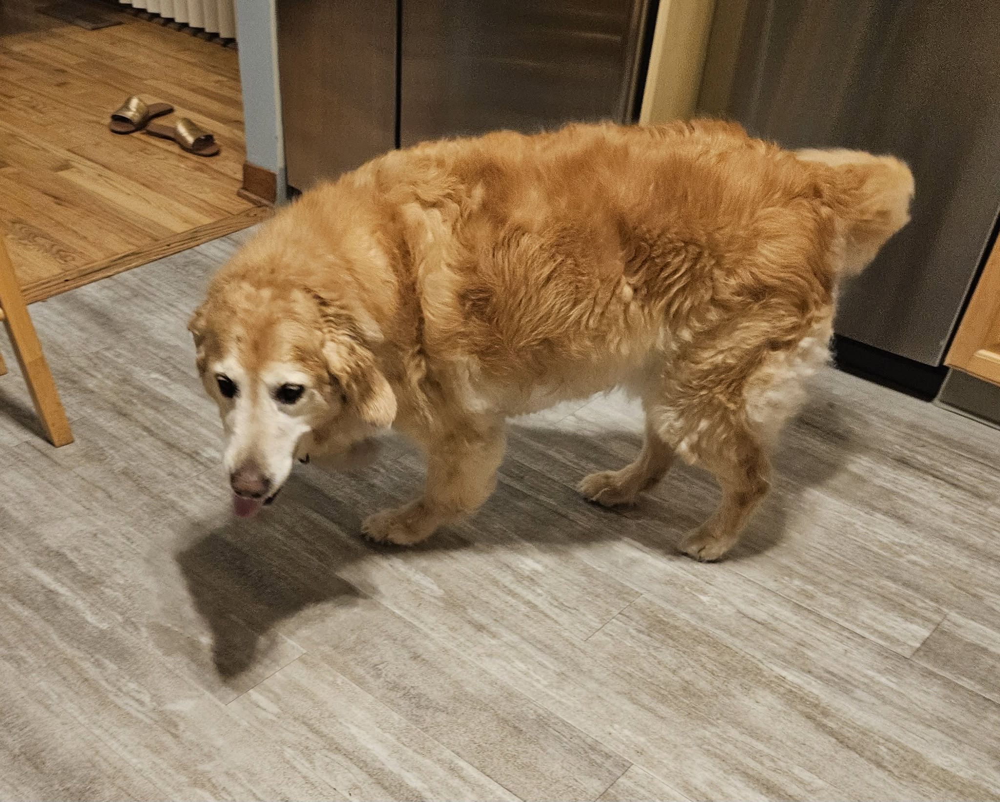Found Dog in Churchill