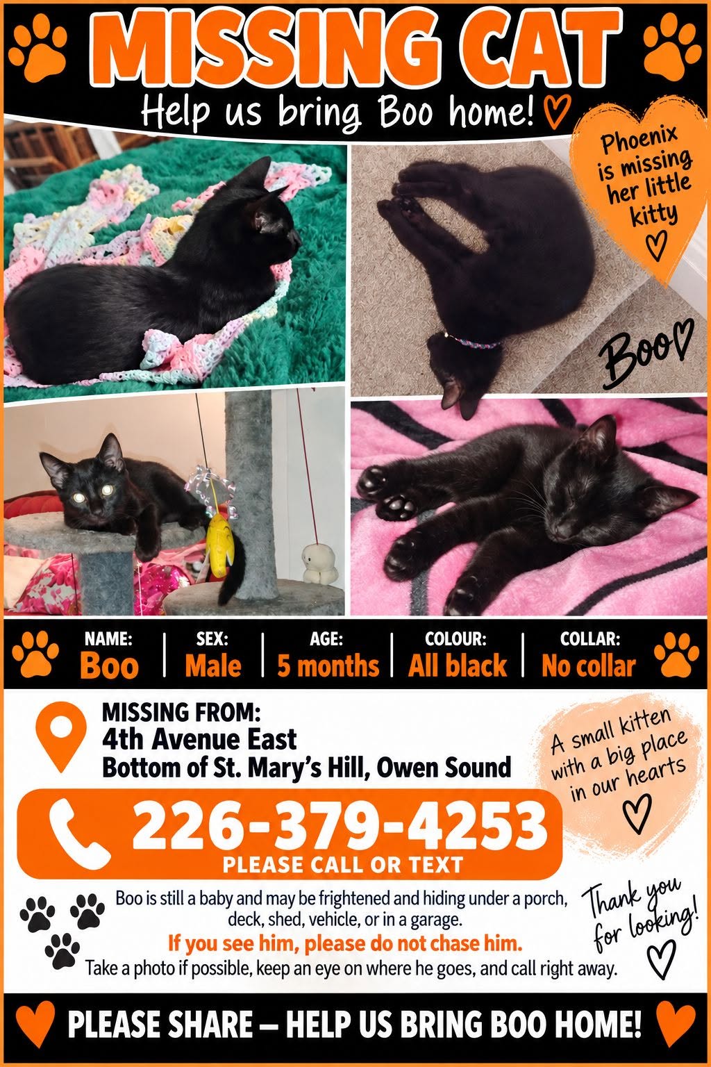 Lost Cat in Owen Sound
