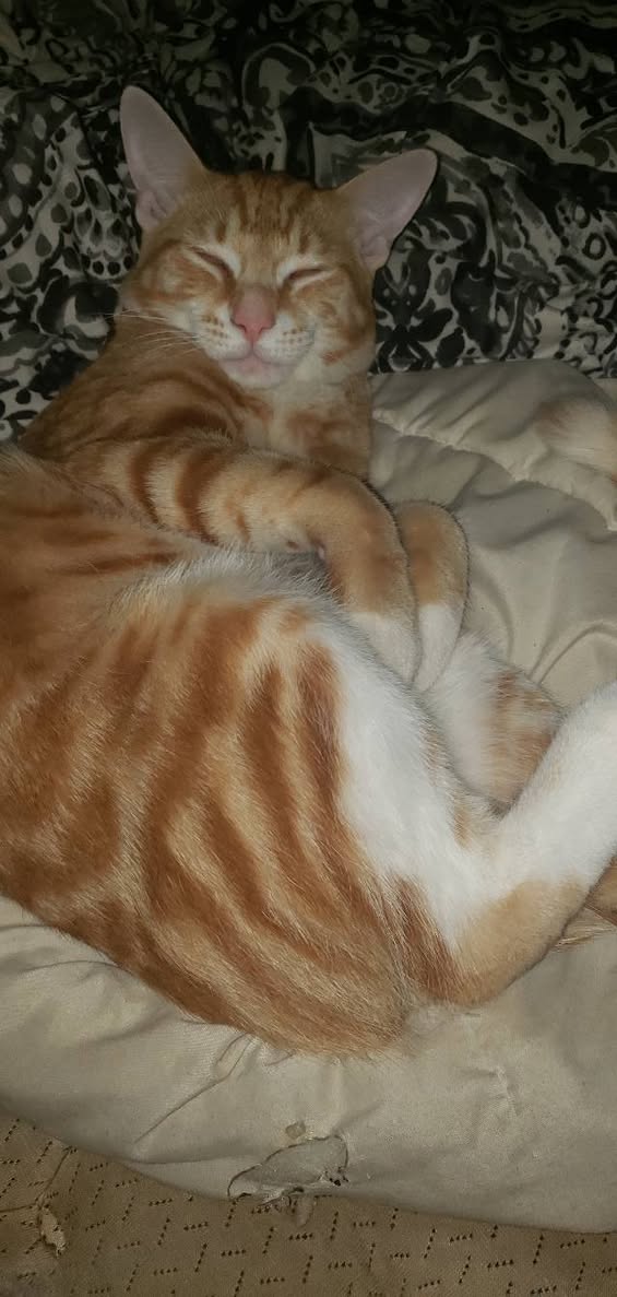 Lost Cat in Owen Sound