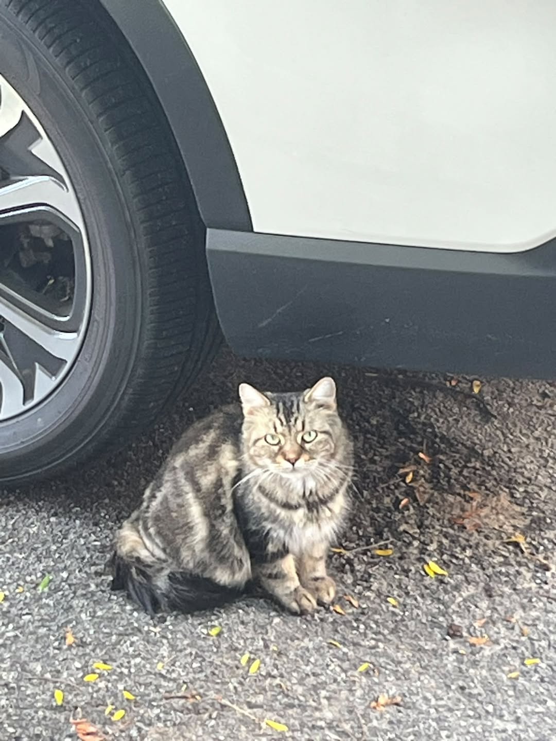 Found cat