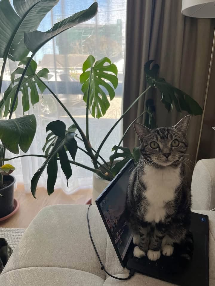 Lost cat