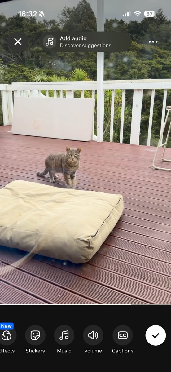 Found cat