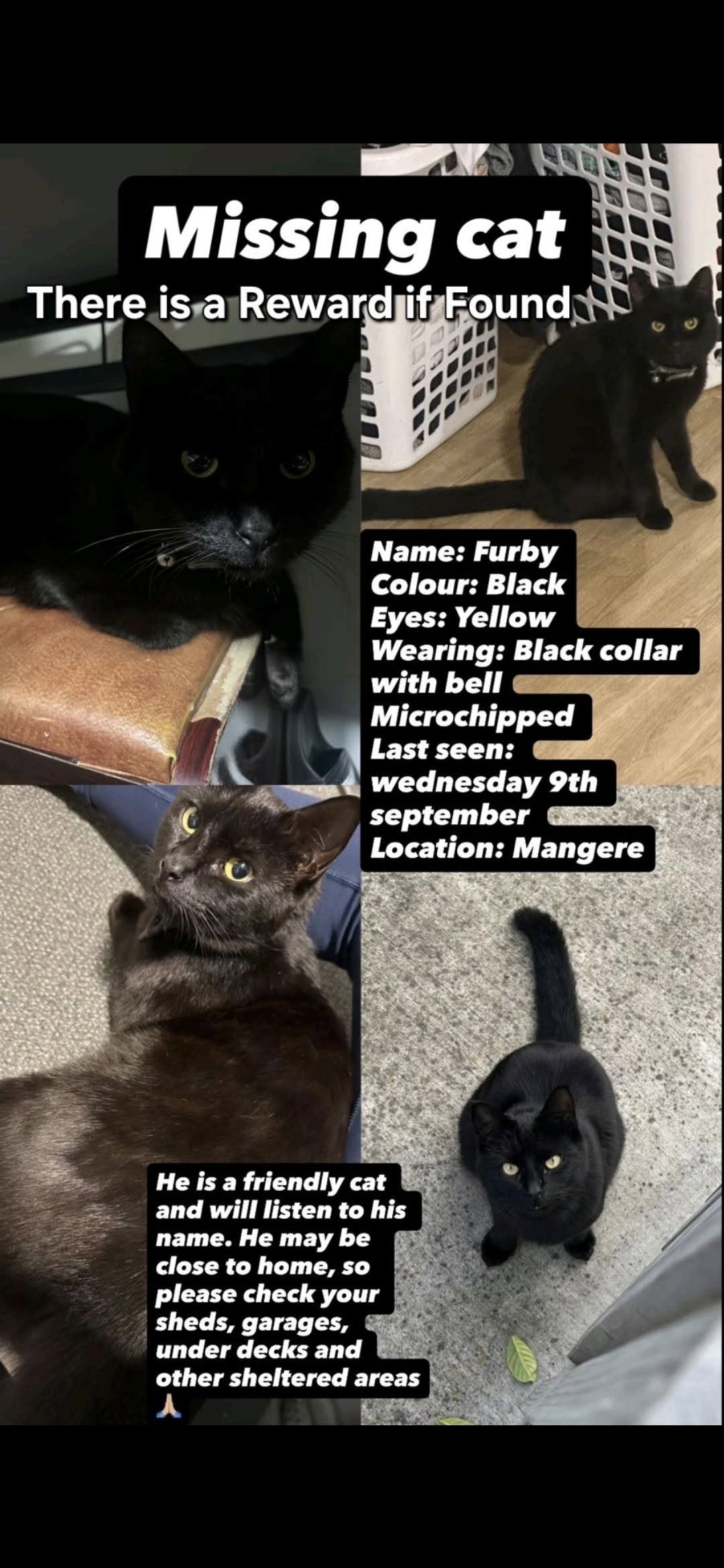 Lost Cat in Auckland